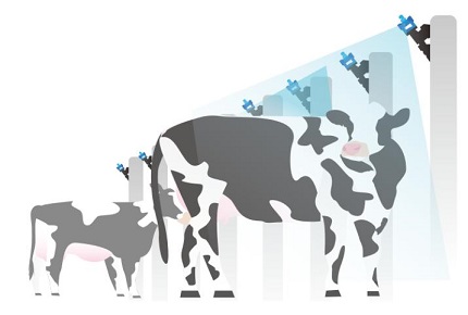 Halten Sie Ihre Kühe diesen Sommer kühl-Visual-AI-Sprühen