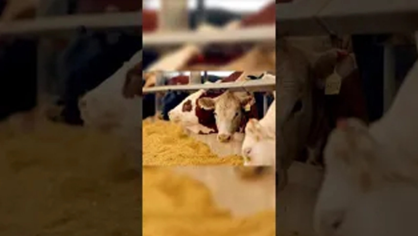 Ist es besser für Rinder, im Winter warmes oder kaltes Wasser zu trinken?