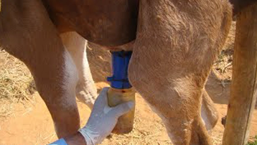 Teat Dip Cup, Non-Return-Dip-Cup, schäumender Dip Cup