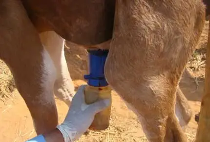 Teat Dip Cup, Non-Return-Dip-Cup, schäumender Dip Cup