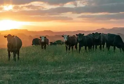 Milchvieh ausrüstung Lieferant Mehrere hochwertige Milchkuh rassen Terrui