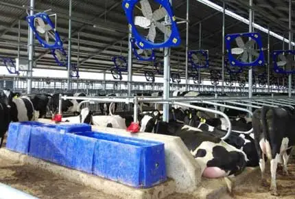 Ist es besser für Rinder, im Winter warmes oder kaltes Wasser zu trinken?