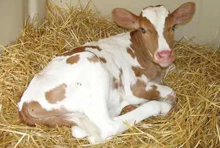 Werfen Sie etwas Stroh in den Stift