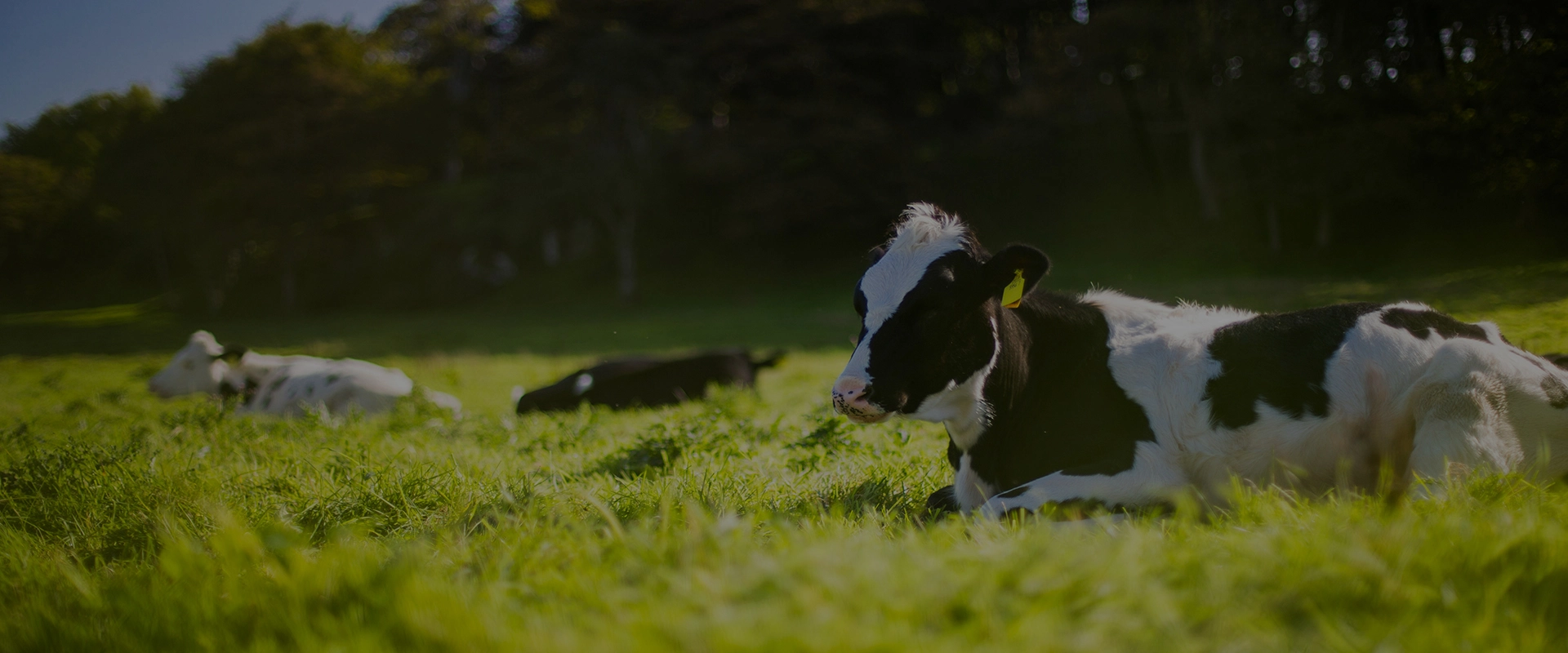 FAQs Geflügel lüftungs-und Kühl ventilator