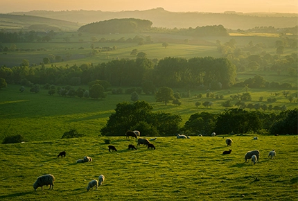 Live-Stock-Ausrüstung für großen öffentlichen Platz