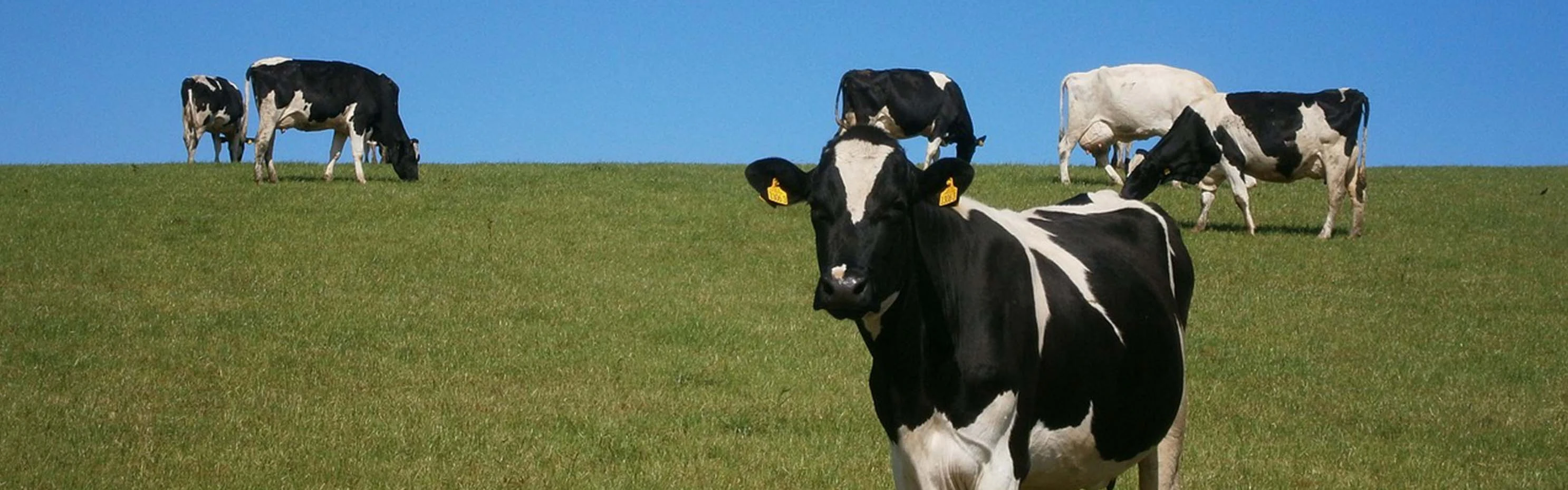 Warum wählen Sie Terrui als Ihr Geflügel-Fan-Hersteller?