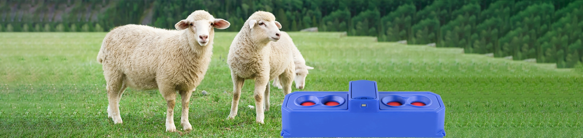 Schafe und Ziegen Trinker