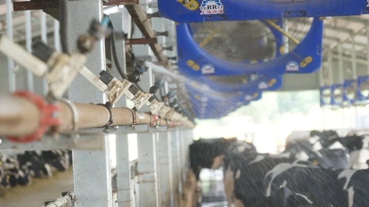 Milchkuh-Kühlsystem