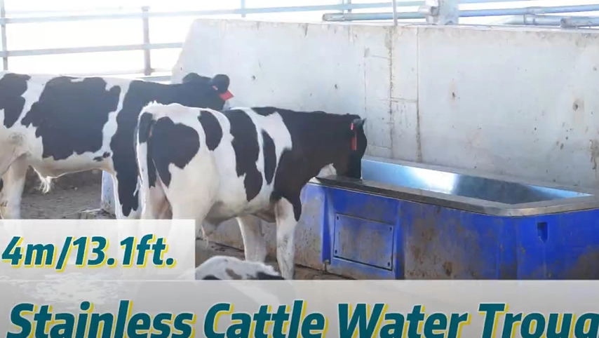 Terrui-4m rostfreier Rinder wasser trog