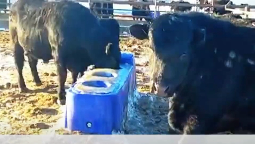 Terrui-Vieh wasser trog