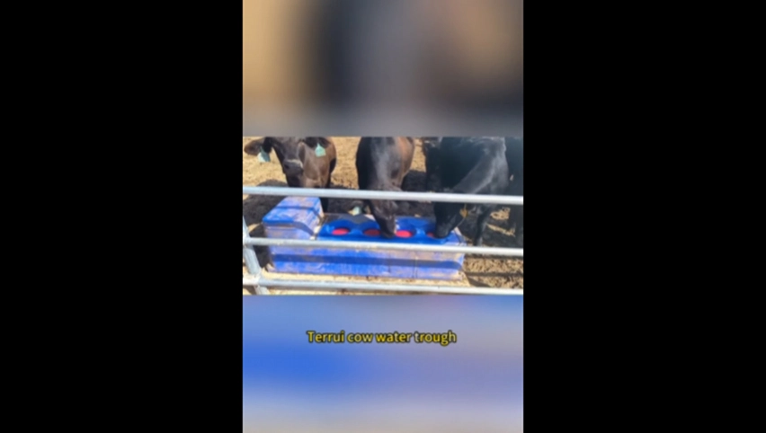 Rinder wasser trog