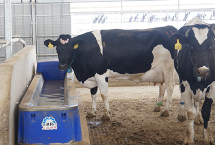 So füttern Sie Rinder im Sommer richtig: Wesentliche Tipps für Rinder halter