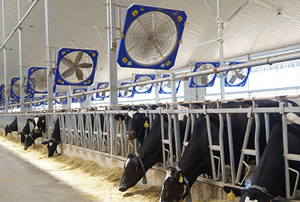 Die neun wichtigsten Grundsätze für die Auswahl des Lüftungs ventilators für Milchvieh betriebe