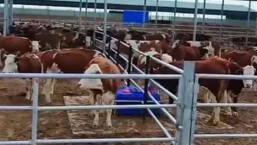 Beheizter Wasser trog