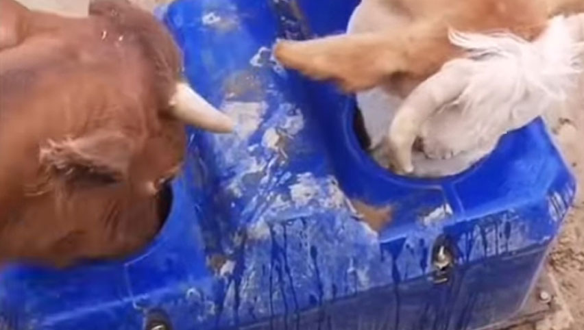 Terrui Rinder wasser tröge