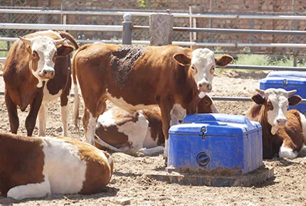 Der ultimative Leitfaden zur Auswahl des perfekten Wasser trogs für Ihre Ranch