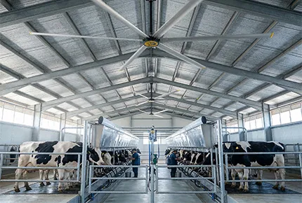 Warum der 24-Fuß-HVLS-Deckenventilator ein Game-Changer für moderne Milchviehställe ist