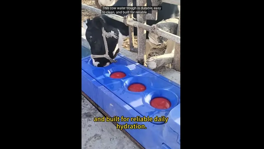 Automatische Kuh-Tränke